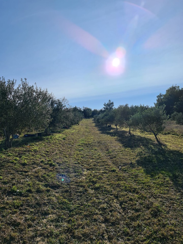 olive field