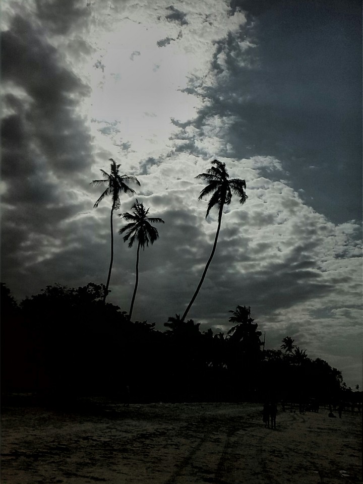 Coconut Trees @ East African Coast.