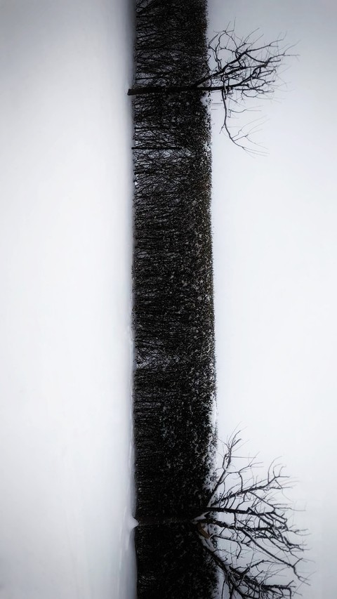 twig, plant壁紙