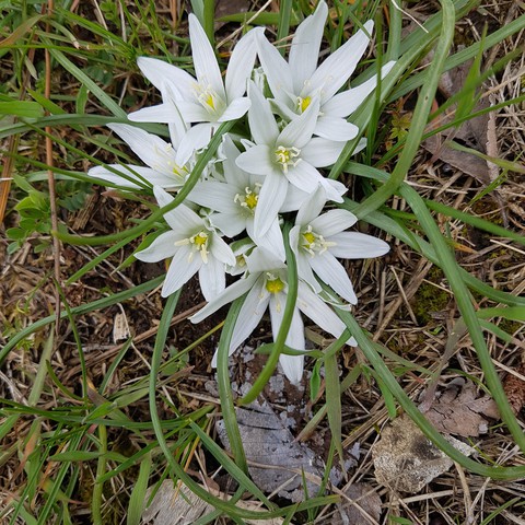тапети grass, wildflower