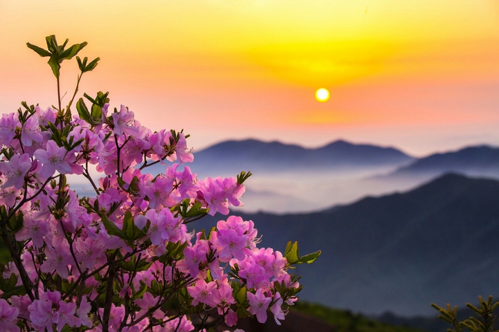 Moring Flower