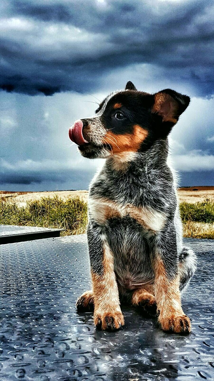 Little Blue