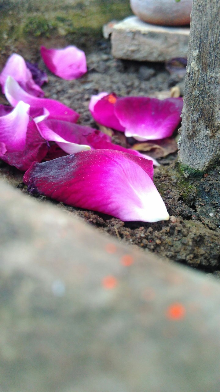 Rose leaves