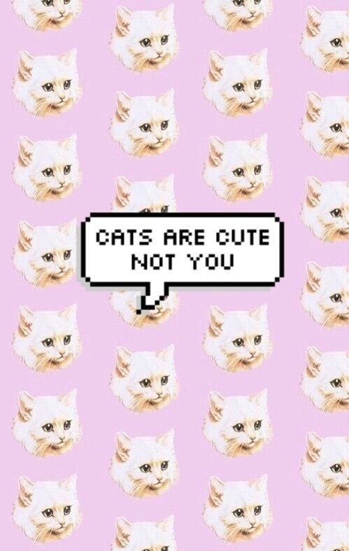 Cats cute