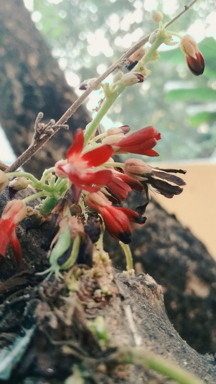 flower