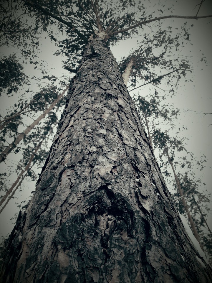 nature