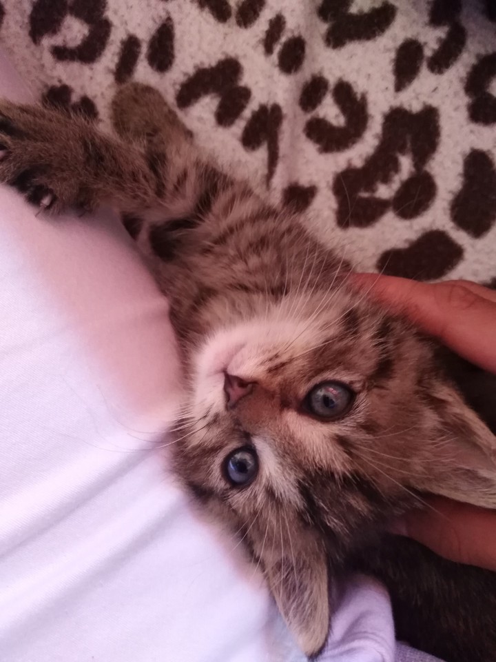 My Cat ❤️