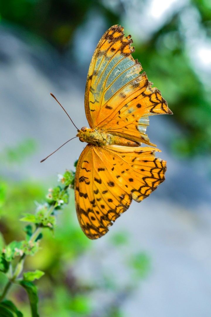 Butterfly