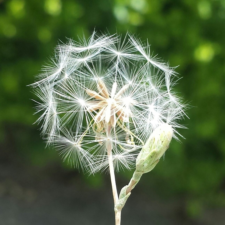 wishes