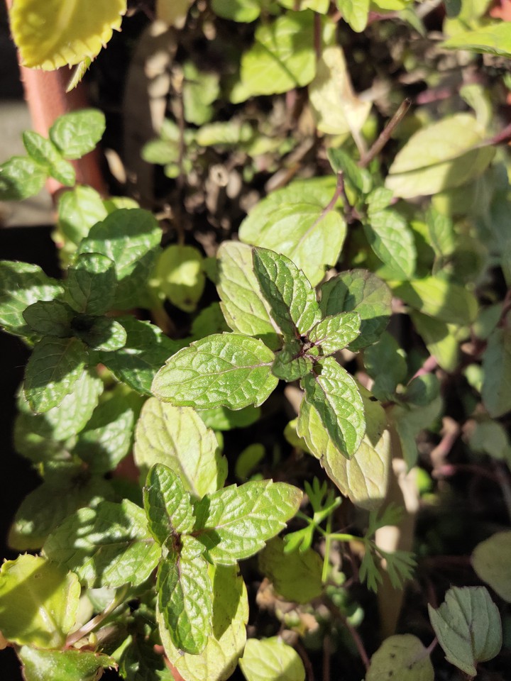 leaves