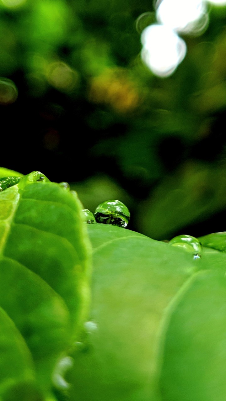 green leaves
