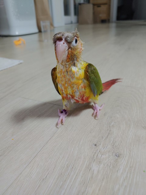 baby, wing háttérképek