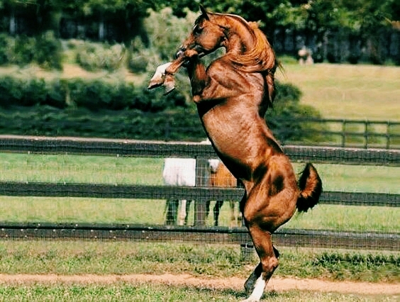 Karabakh horse

(Qarabağ atı)