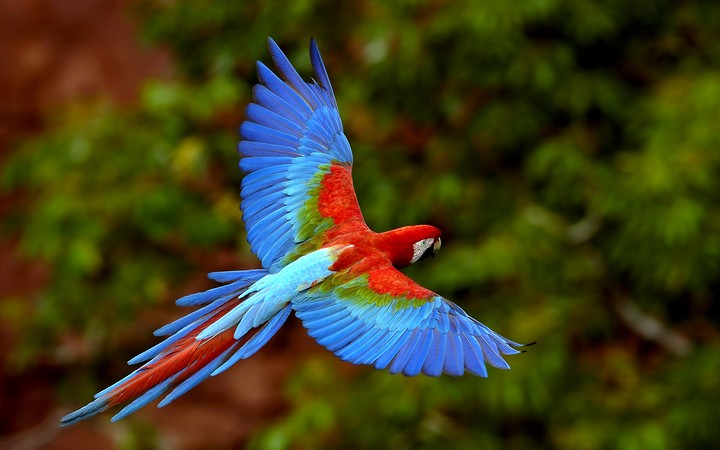 Parrot