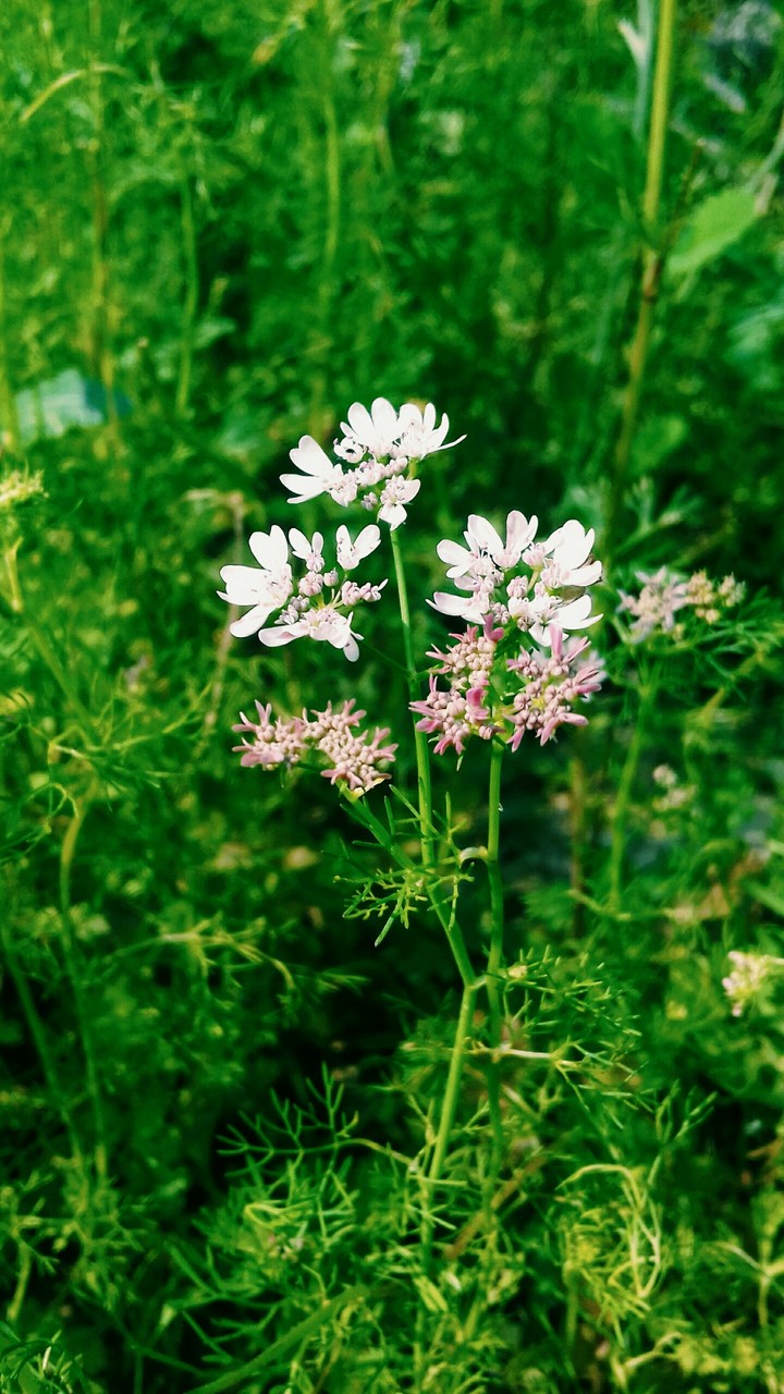 its little beautiful   flower..
