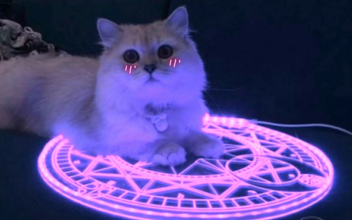 ? Cat ?