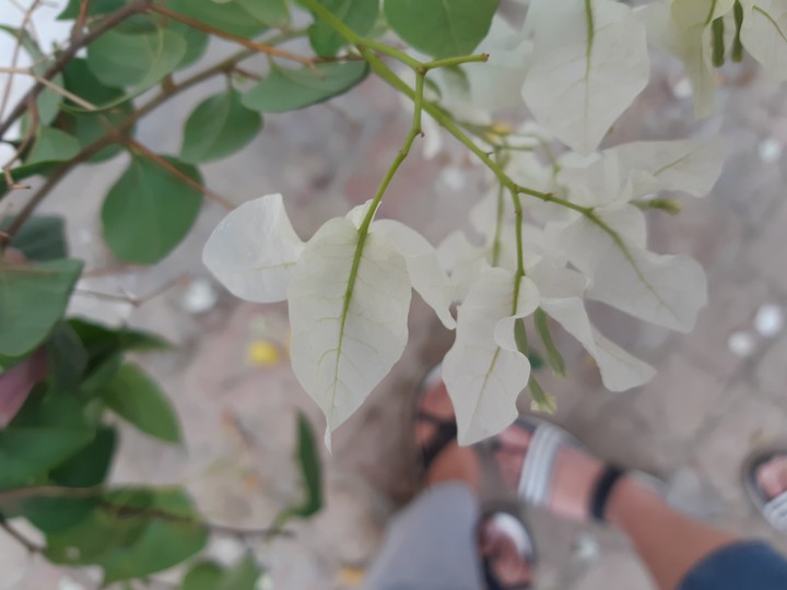 white bougainvillea