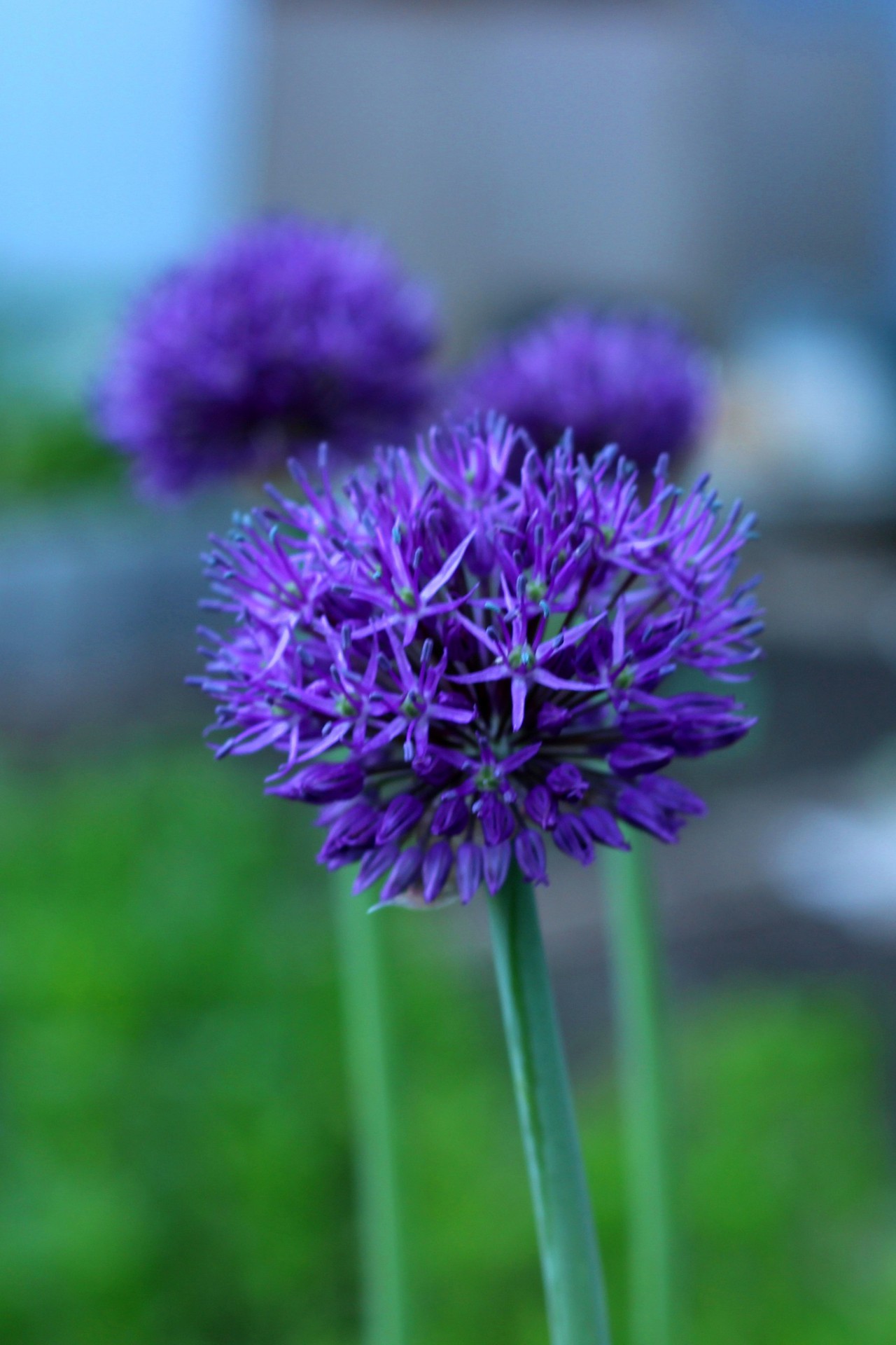 sfondi flower, colors