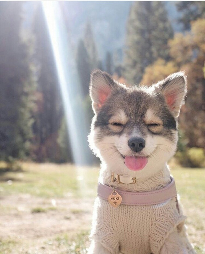 #happy #dog