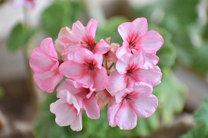 Geranium flowers