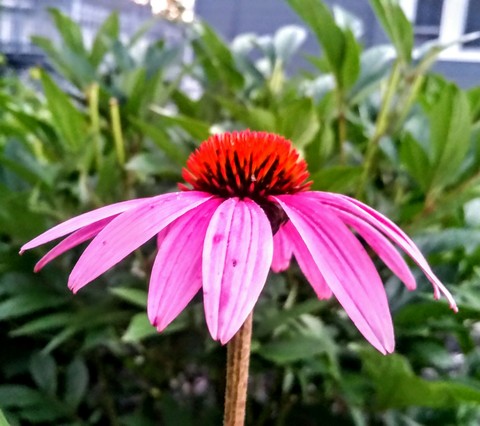pretty
