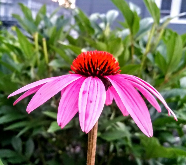 pretty