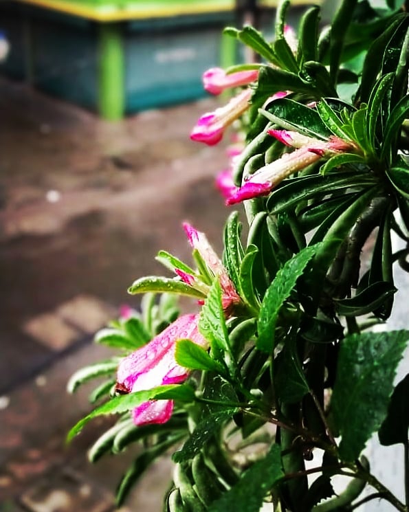 Raindrops