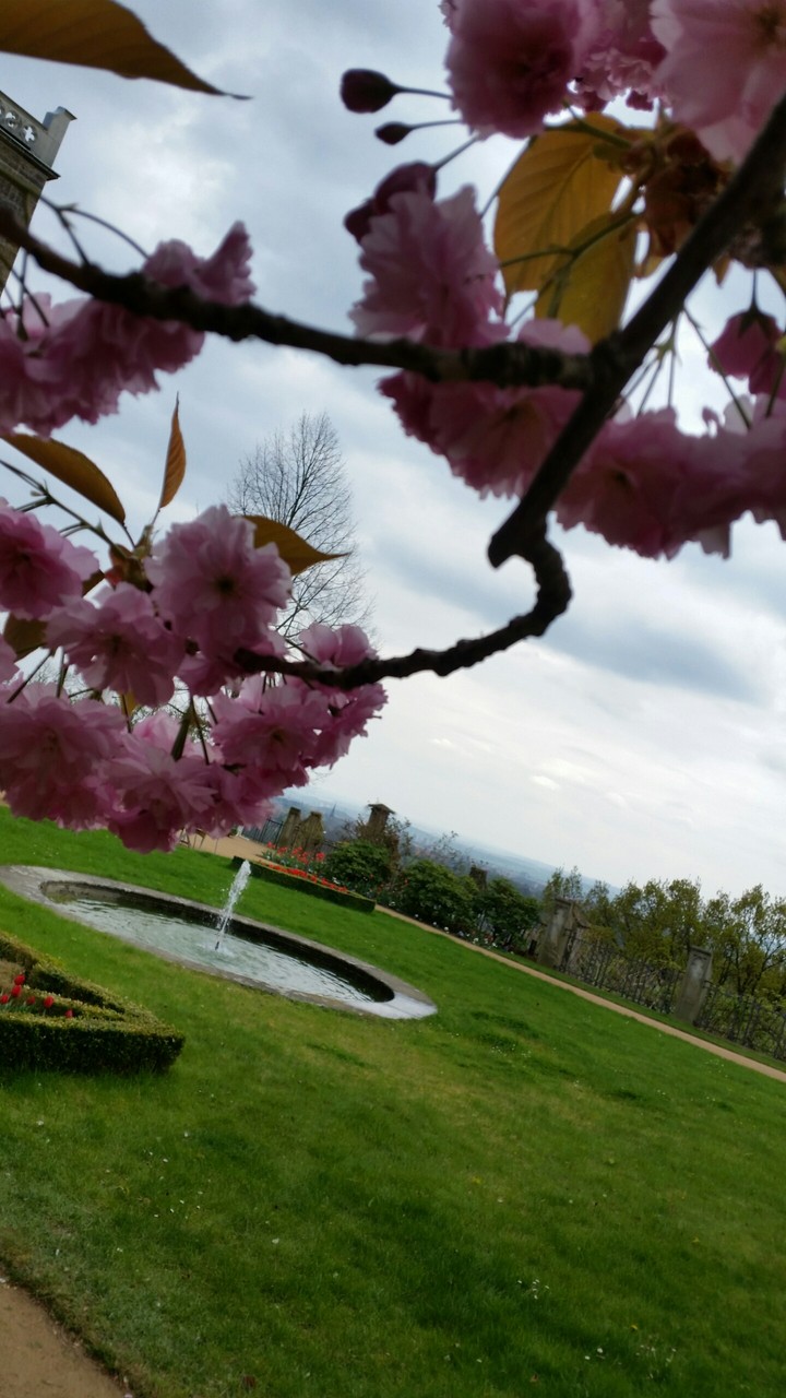 Cherry flower