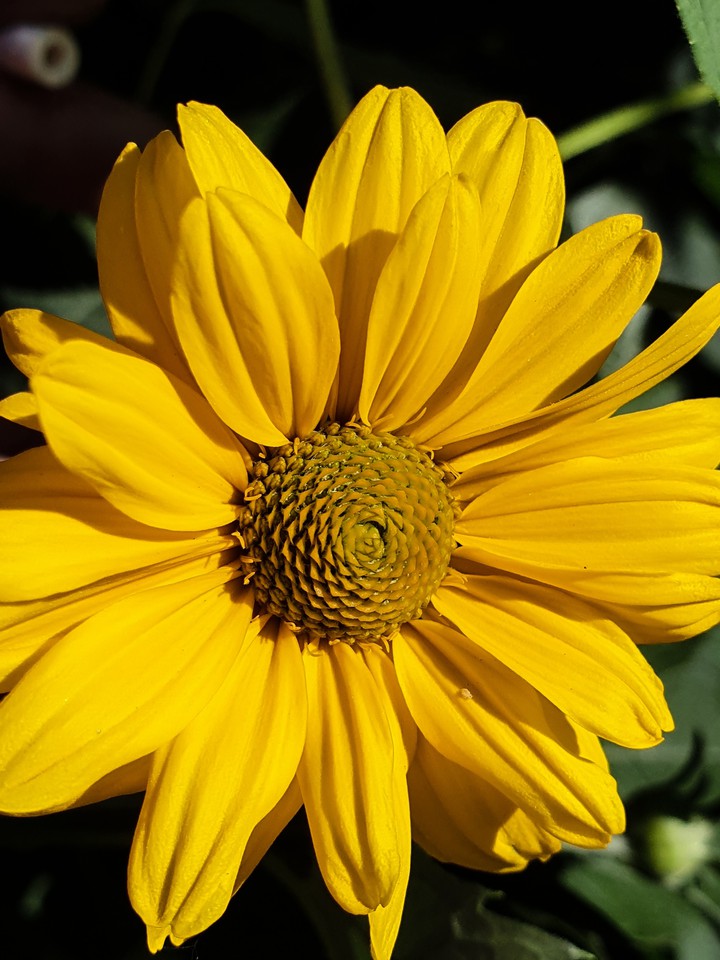 yellow flower