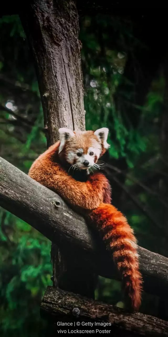 Red panda