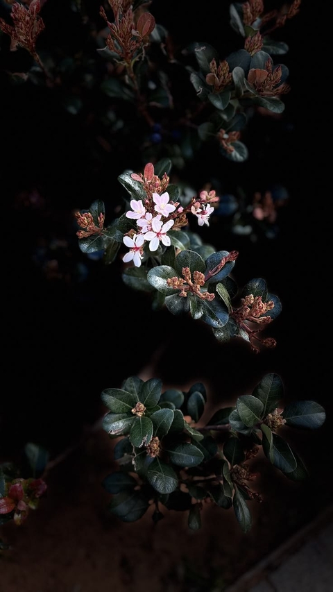 dicotyledon, flower壁紙
