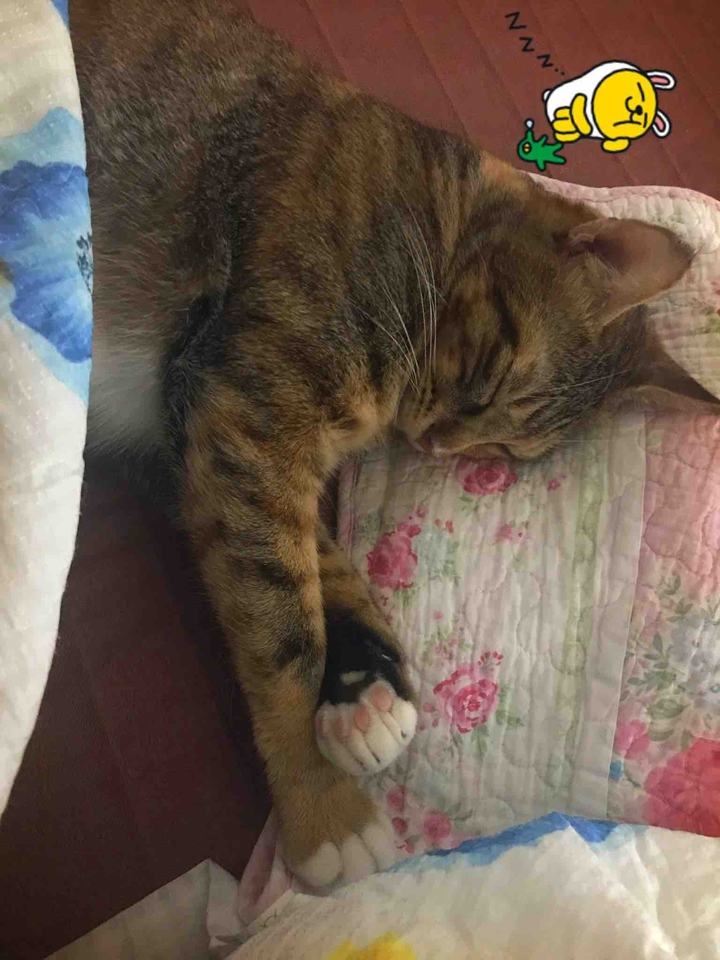 전기장판러버