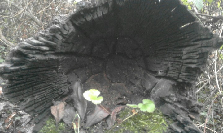 old tree