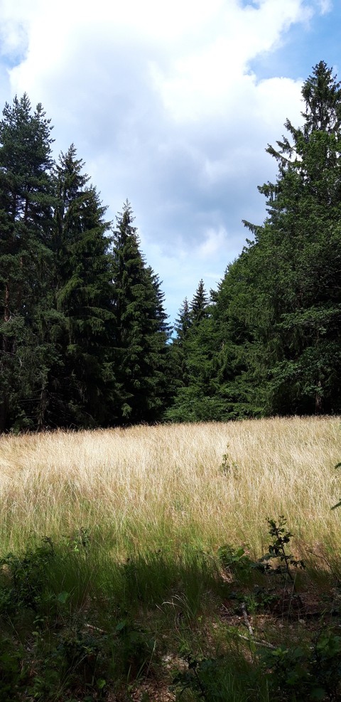 forest
