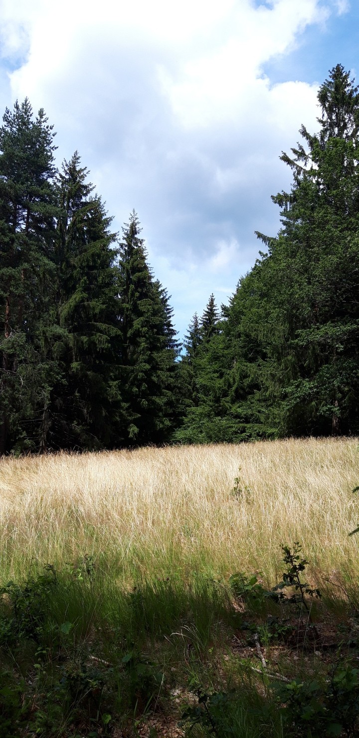 forest