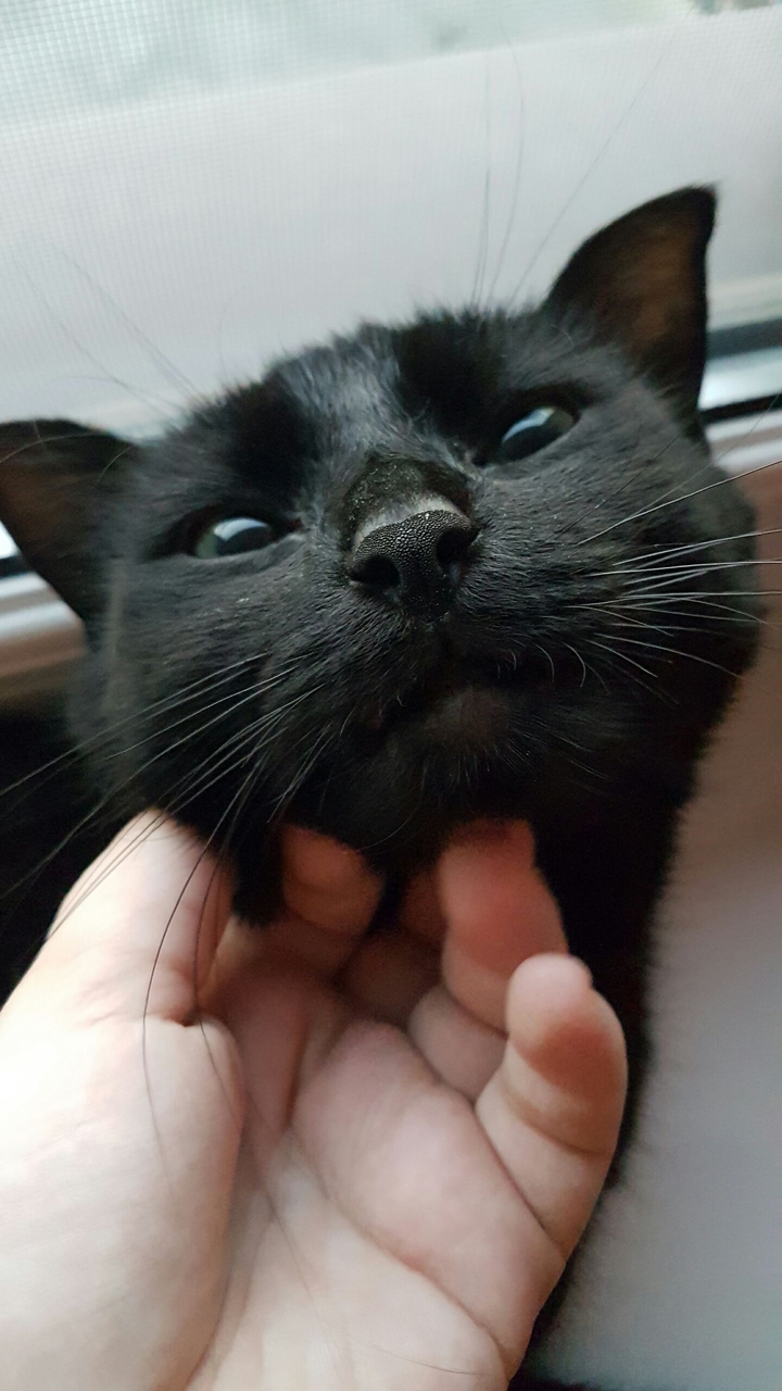 kitty