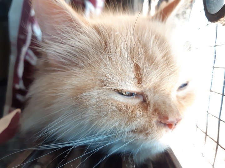 cat