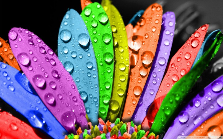 Color of Flower