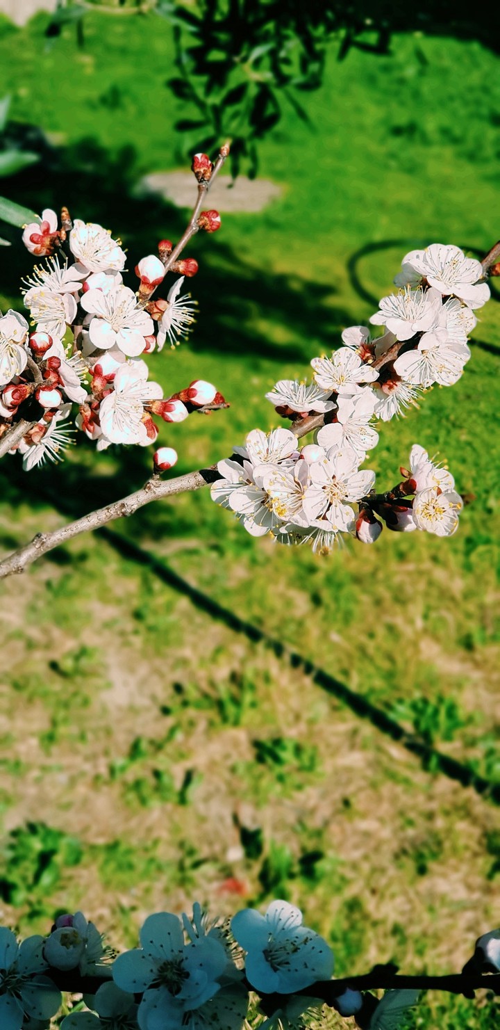 Blossom
