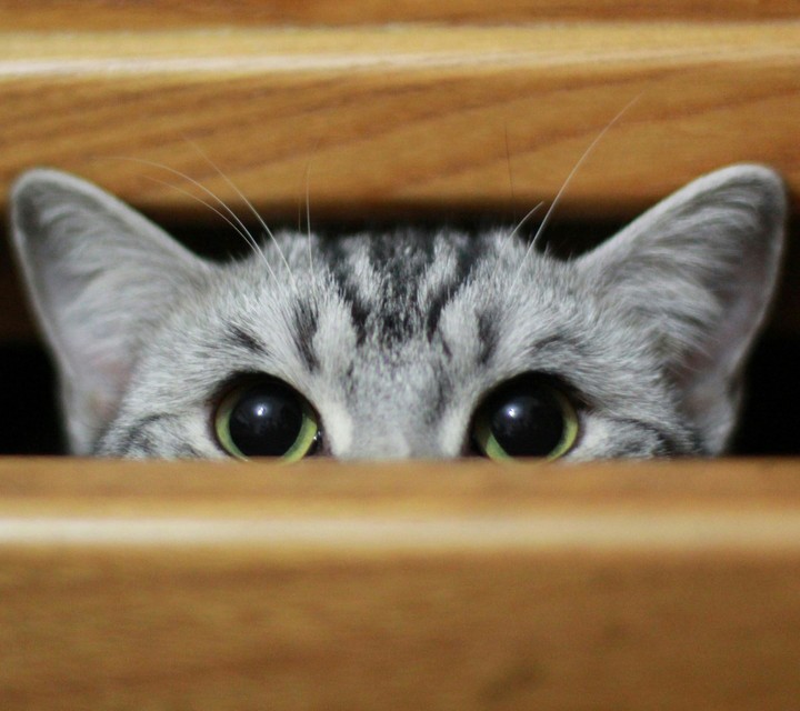 Grey Cat With green eyes