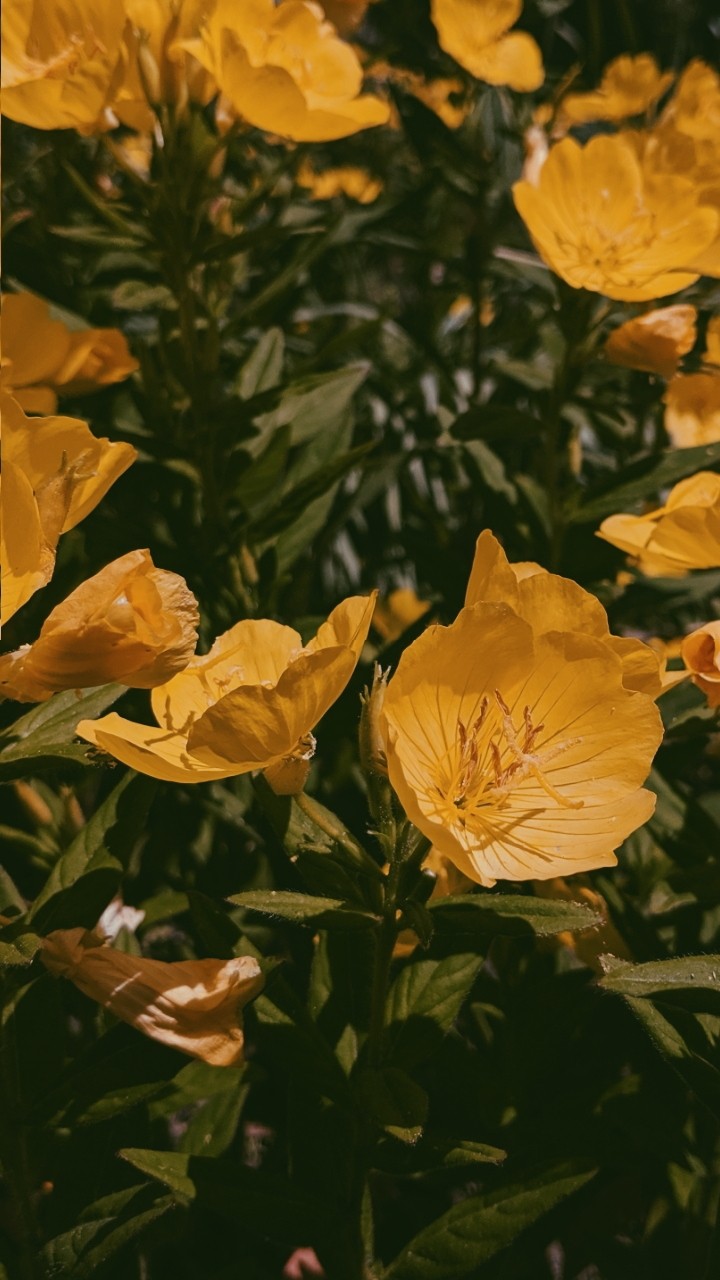Yellow minimalism