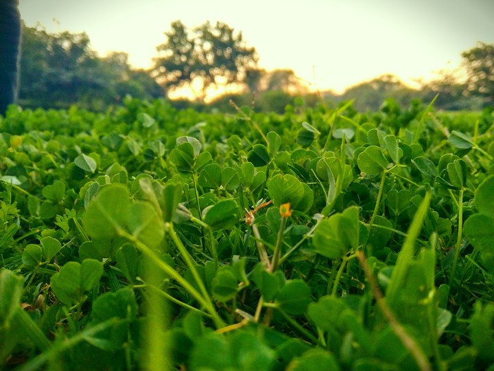 Grass