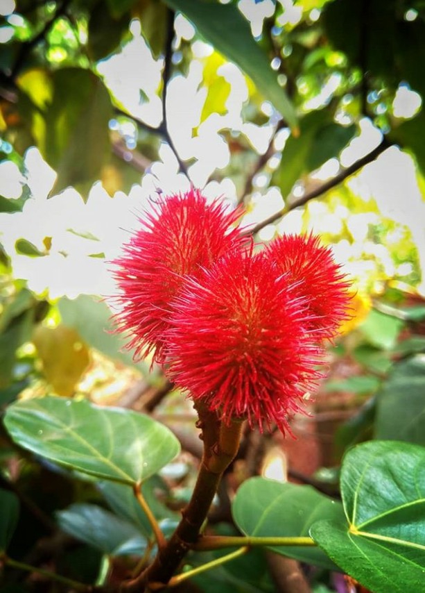 Safron