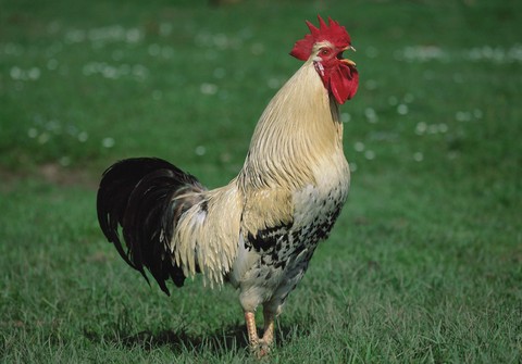 beak, Rooster वॉलपेपर