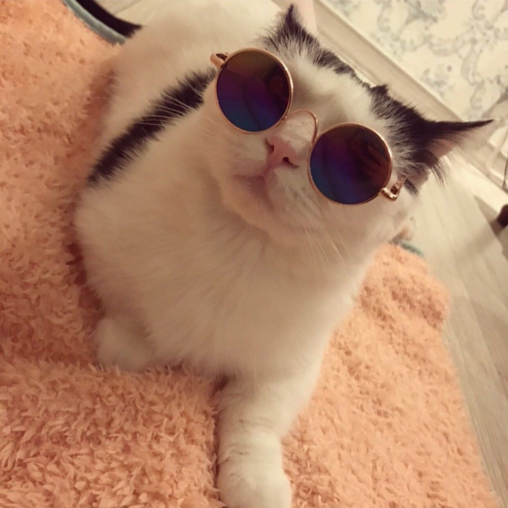 #cat #kang min hyuk
