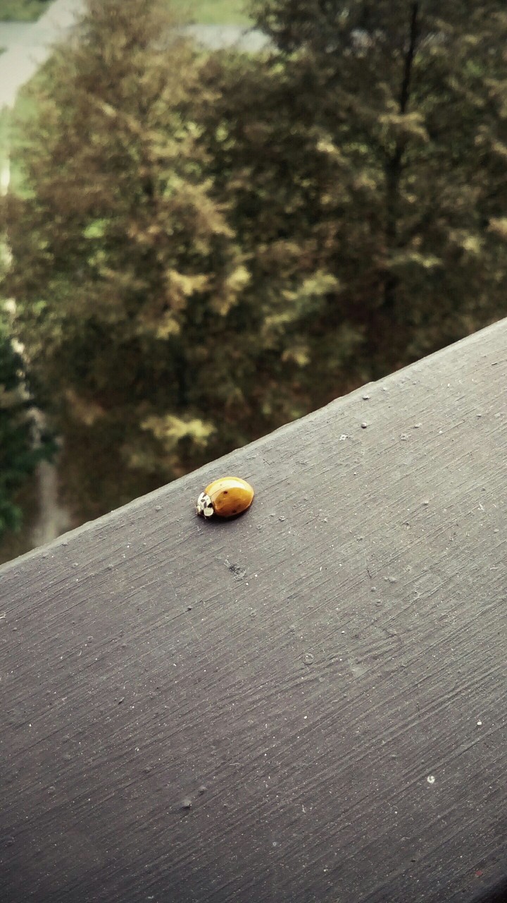 ladybug