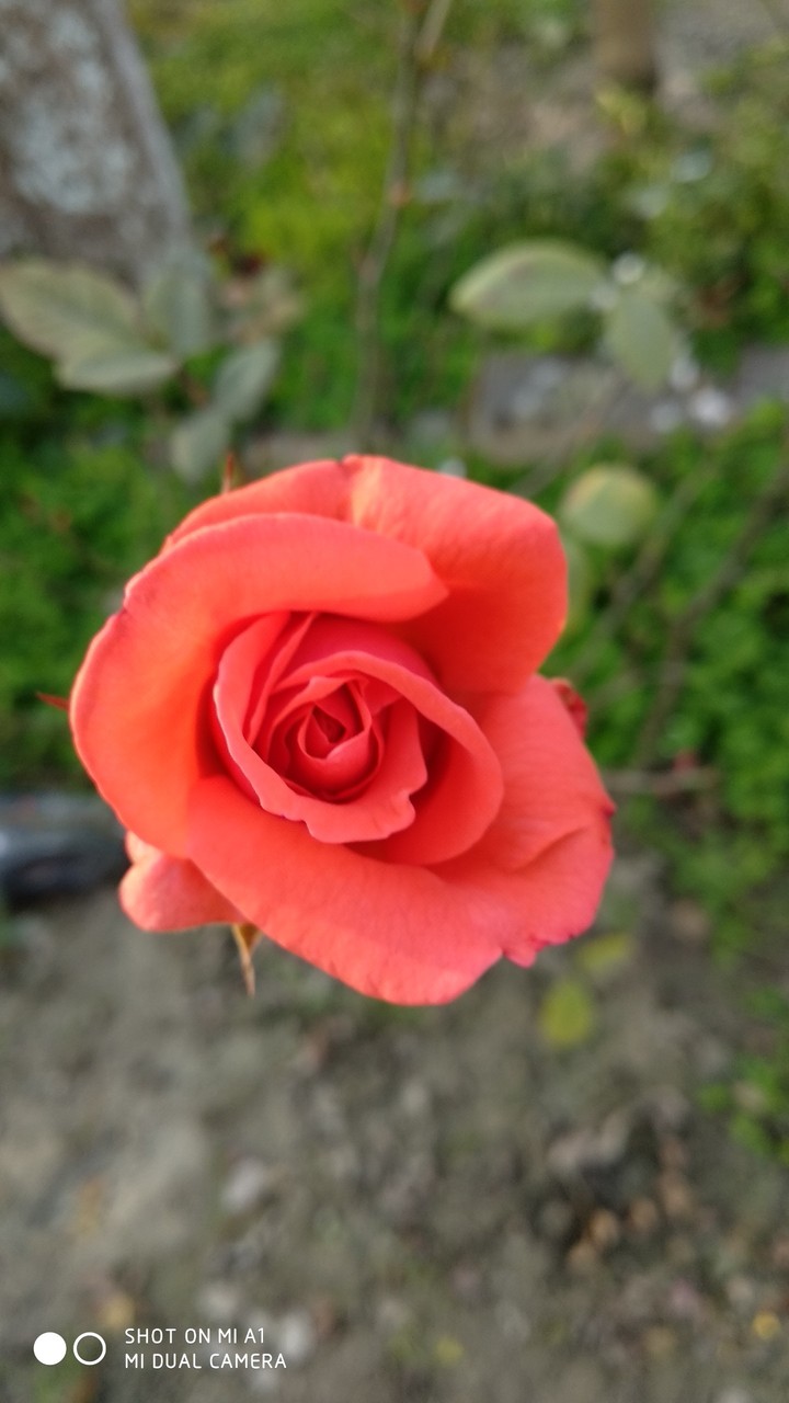 lovely rose