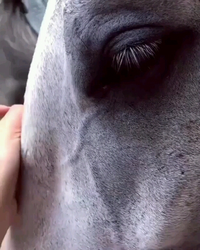 ✨
