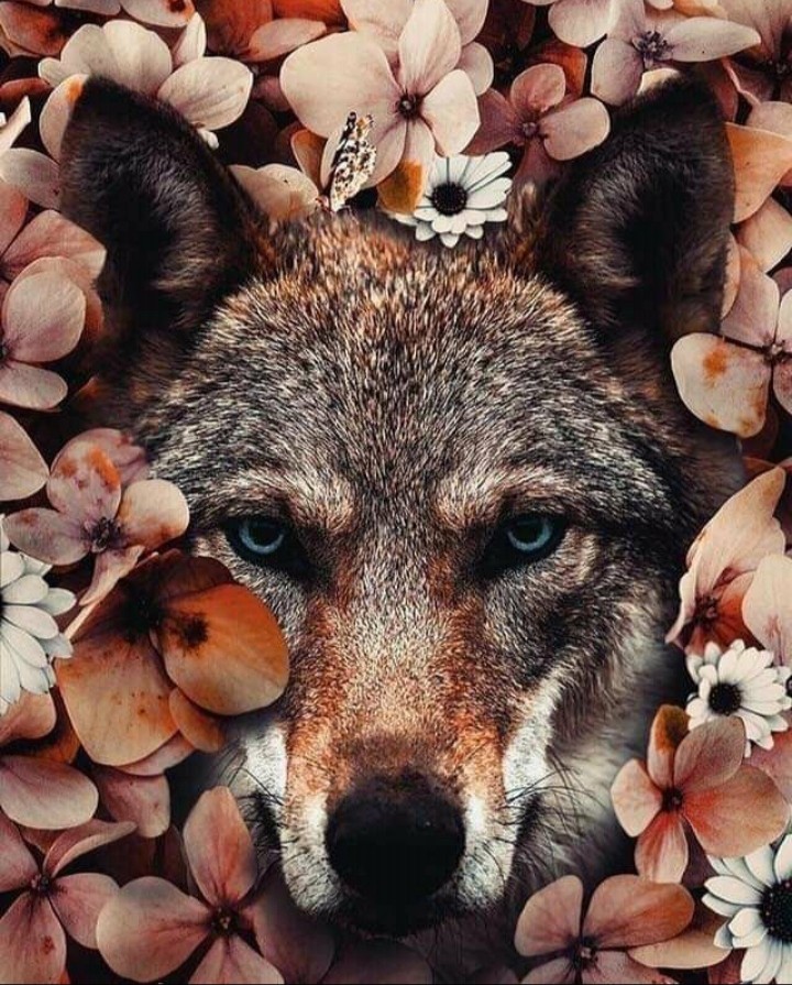 ₩öLF