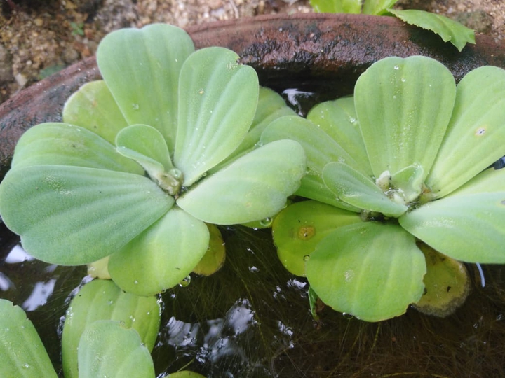 water plants...